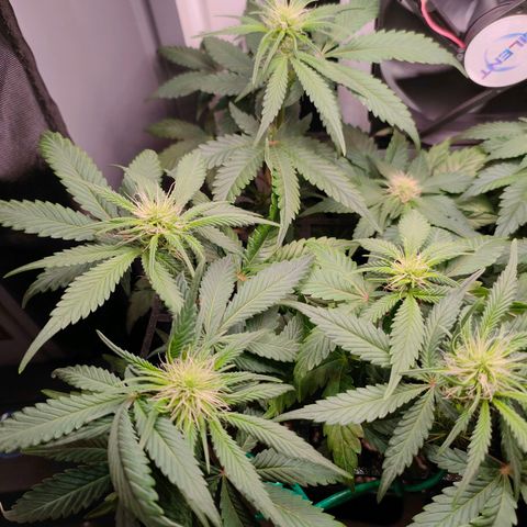 Do-Sweet-Dos growlog timeline photo