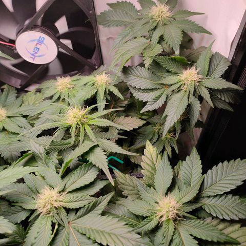Crystal Candy growlog timeline photo