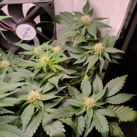 Crystal Candy growlog timeline photo