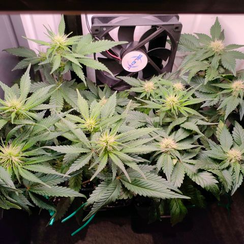 Do-Sweet-Dos growlog timeline photo