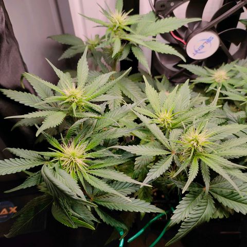 Do-Sweet-Dos growlog timeline photo