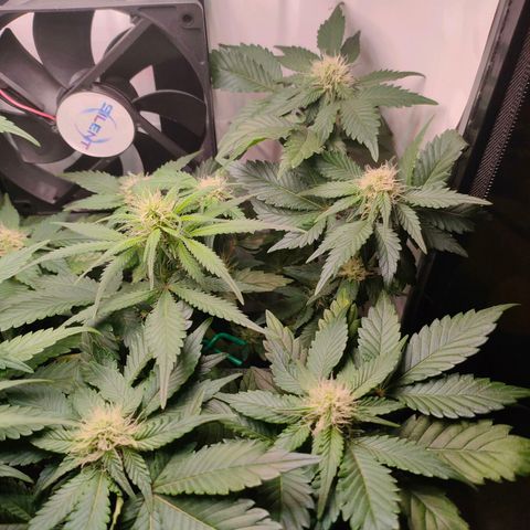 Crystal Candy growlog timeline photo