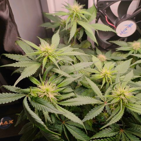Do-Sweet-Dos growlog timeline photo