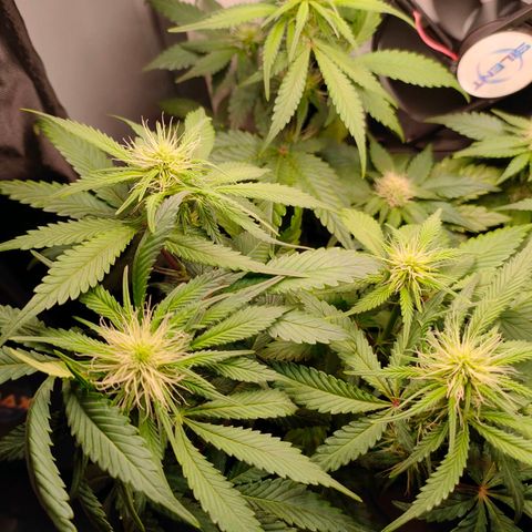 Do-Sweet-Dos growlog timeline photo