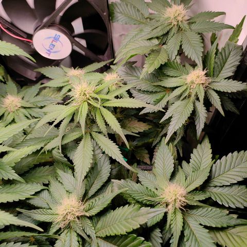 Crystal Candy growlog timeline photo