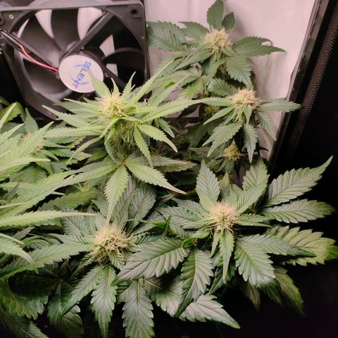 Crystal Candy growlog timeline photo