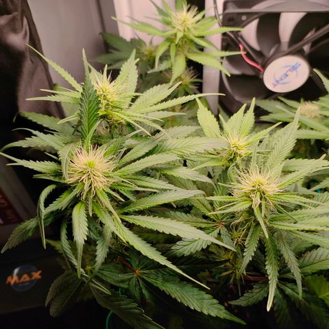 Do-Sweet-Dos growlog timeline photo