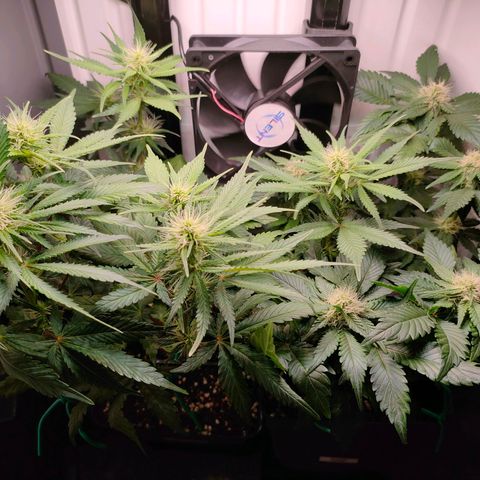 Do-Sweet-Dos growlog timeline photo
