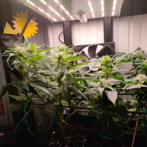 Do-Sweet-Dos growlog timeline photo
