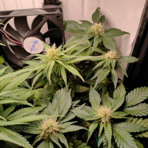 Crystal Candy growlog timeline photo