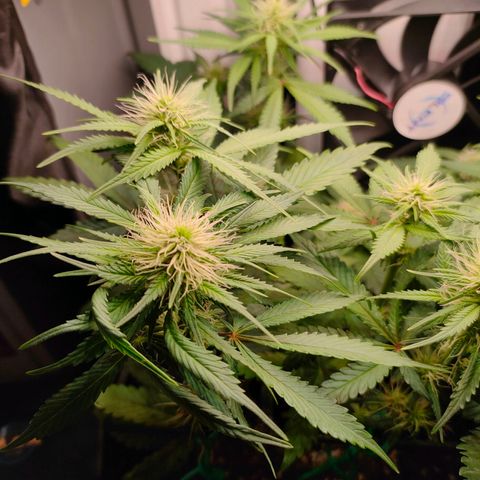 Do-Sweet-Dos growlog timeline photo