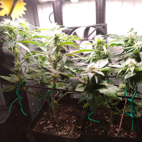 Do-Sweet-Dos growlog timeline photo