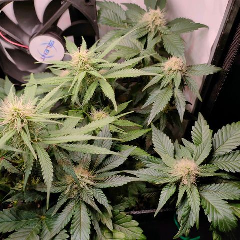Crystal Candy growlog timeline photo