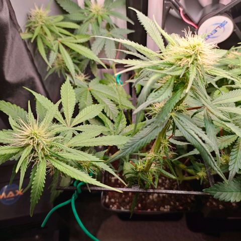 Do-Sweet-Dos growlog timeline photo
