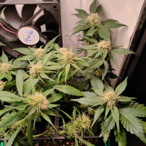 Crystal Candy growlog timeline photo