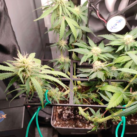Do-Sweet-Dos growlog timeline photo