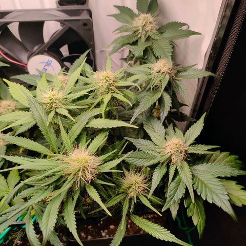 Crystal Candy growlog timeline photo