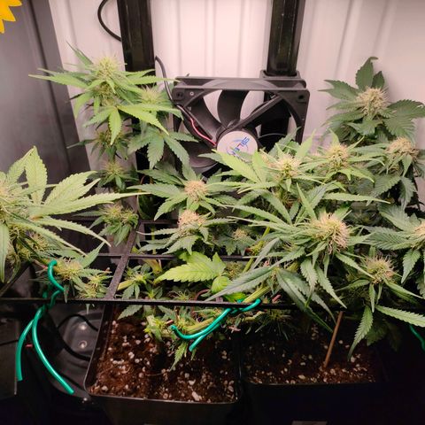 Do-Sweet-Dos growlog timeline photo