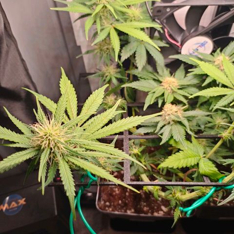 Do-Sweet-Dos growlog timeline photo