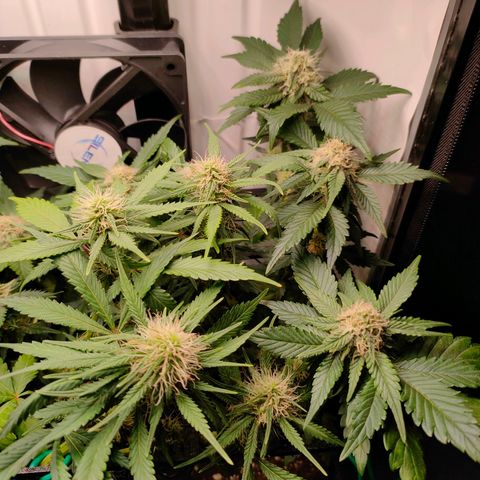Crystal Candy growlog timeline photo