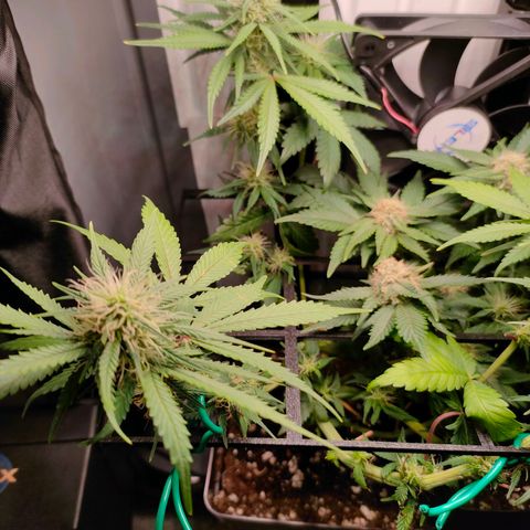 Do-Sweet-Dos growlog timeline photo
