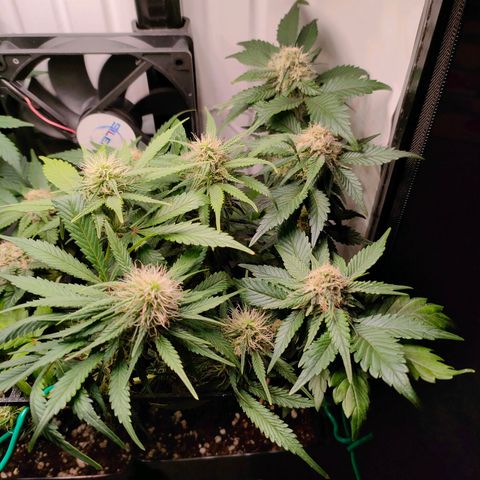 Crystal Candy growlog timeline photo