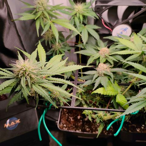 Do-Sweet-Dos growlog timeline photo