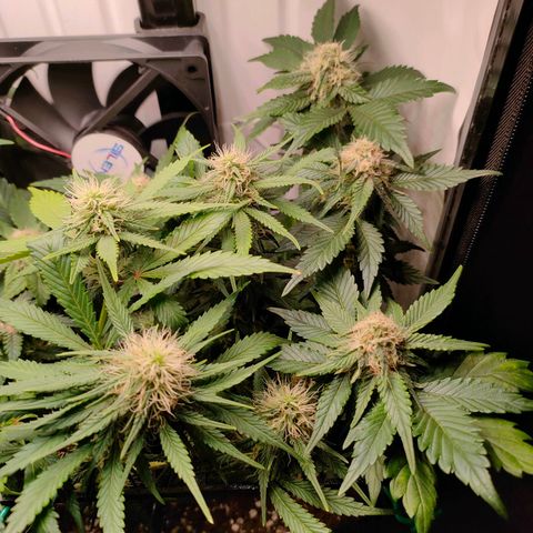 Crystal Candy growlog timeline photo
