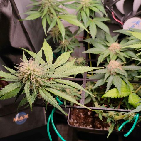 Do-Sweet-Dos growlog timeline photo