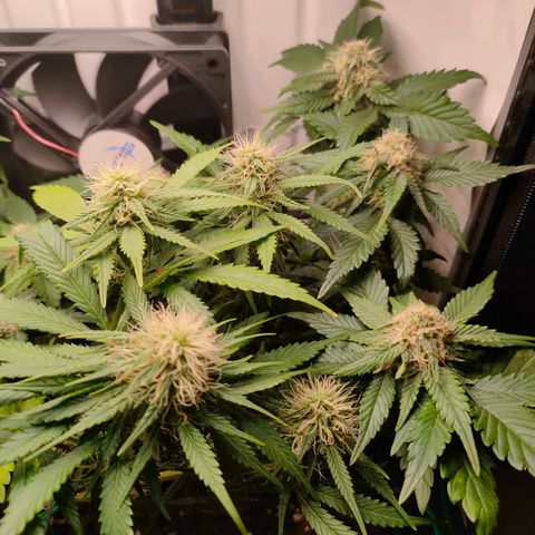 Crystal Candy growlog timeline photo