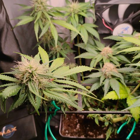 Do-Sweet-Dos growlog timeline photo