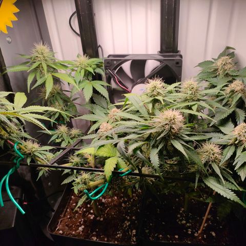 Do-Sweet-Dos growlog timeline photo