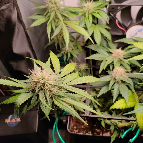Do-Sweet-Dos growlog timeline photo