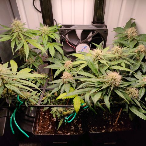 Do-Sweet-Dos growlog timeline photo