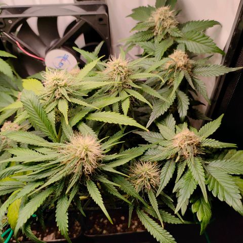 Crystal Candy growlog timeline photo