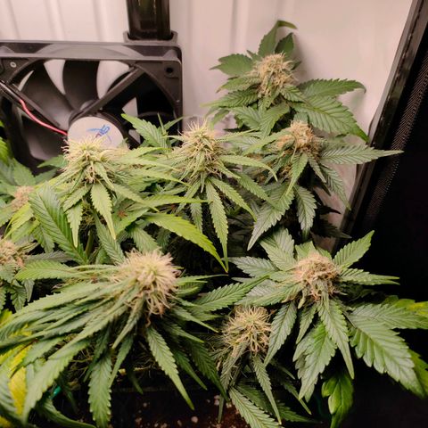 Crystal Candy growlog timeline photo