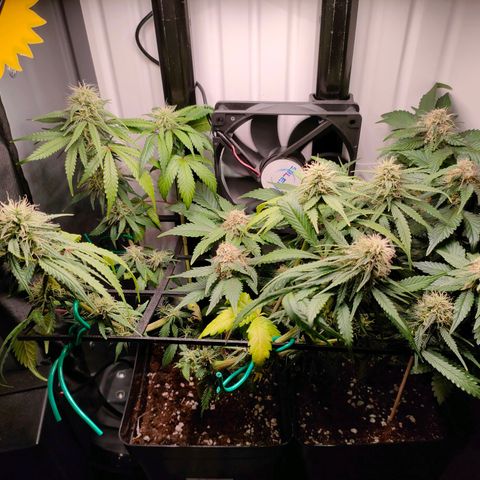 Do-Sweet-Dos growlog timeline photo