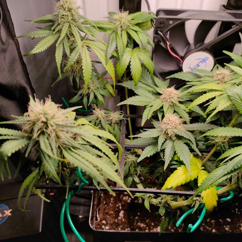 Do-Sweet-Dos growlog timeline photo