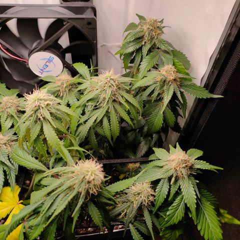 Crystal Candy growlog timeline photo