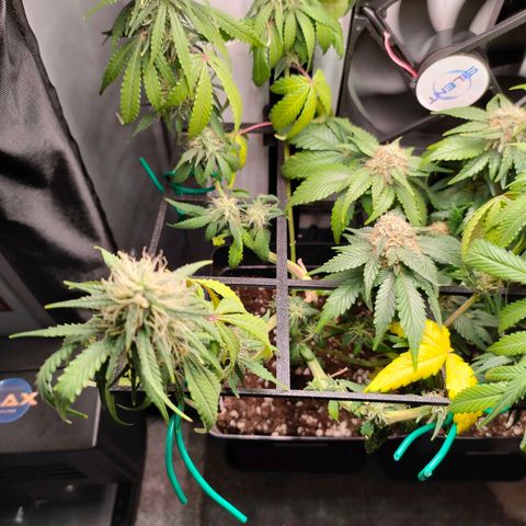 Do-Sweet-Dos growlog timeline photo