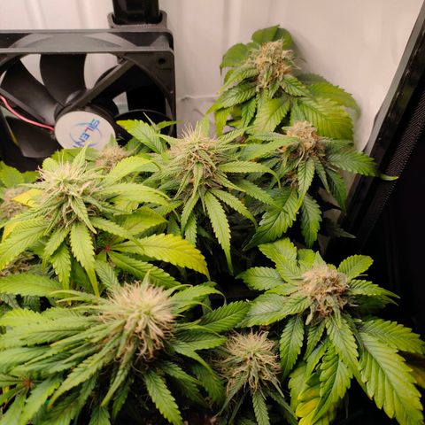 Crystal Candy growlog timeline photo