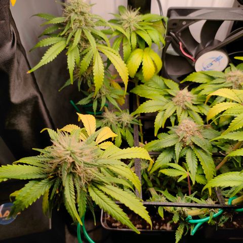 Do-Sweet-Dos growlog timeline photo