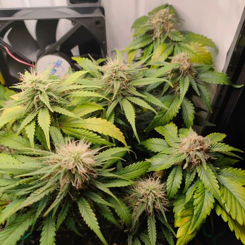 Crystal Candy growlog timeline photo