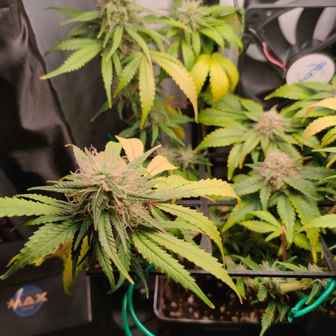 Do-Sweet-Dos growlog timeline photo