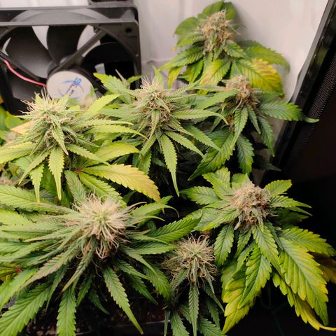 Crystal Candy growlog timeline photo