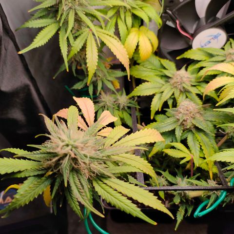 Do-Sweet-Dos growlog timeline photo