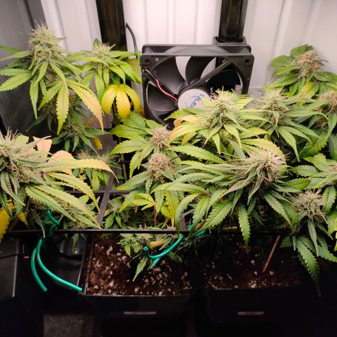 Do-Sweet-Dos growlog timeline photo