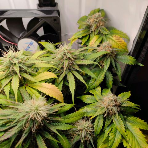 Crystal Candy growlog timeline photo