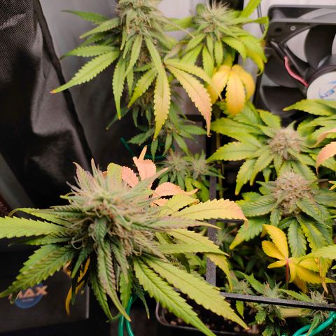 Do-Sweet-Dos growlog timeline photo