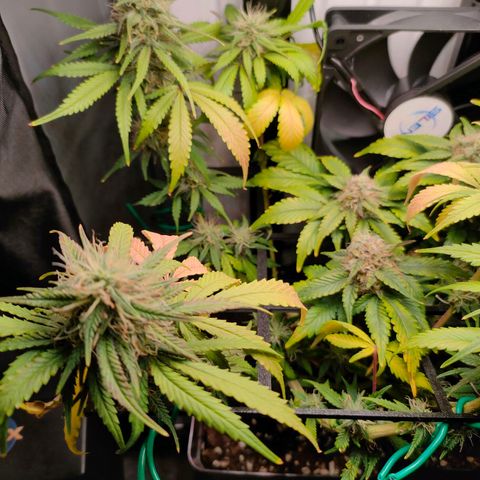 Do-Sweet-Dos growlog timeline photo